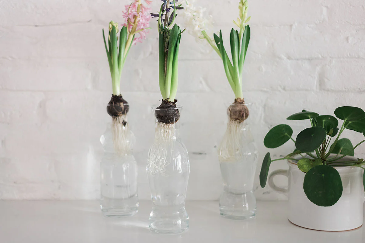Catalonia Carafe - Image 6